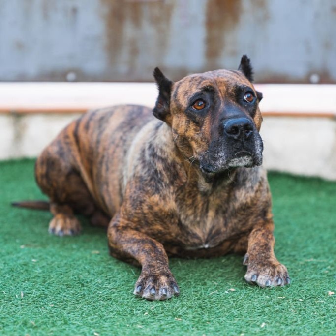 Presa Canario